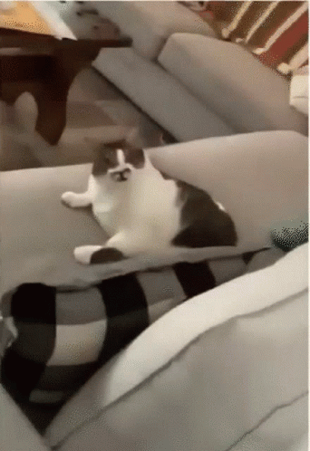 a black and white cat laying down on a couch