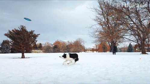 a black and white dog running in the snow near a frisbee