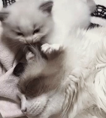 a white kitten cuddles with her white mother