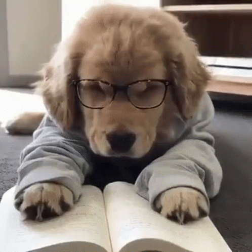a dog in glasses sitting on the floor reading a book