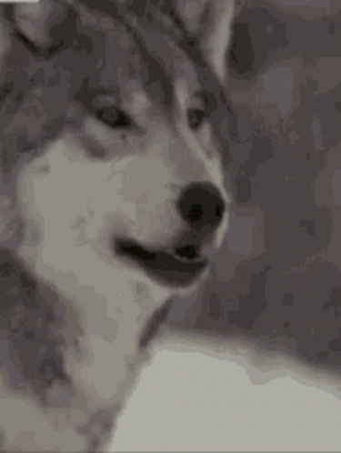 a blurry picture of a dog, a grey color