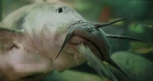 a fish is swimming and its mouth is open