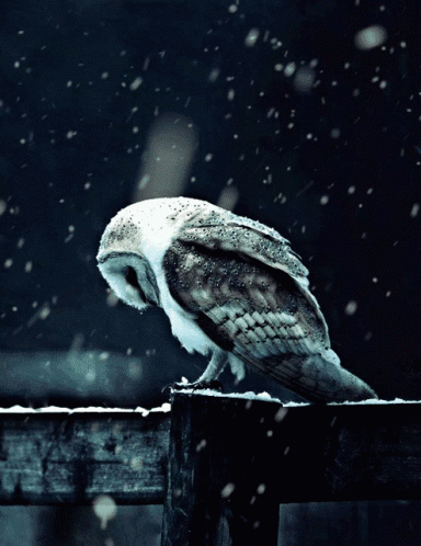 an owl on top of a wooden fence with snow