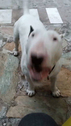 a smiling white dog sitting on the ground with it's mouth open