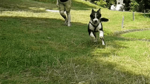 a black and white dog running through a yard