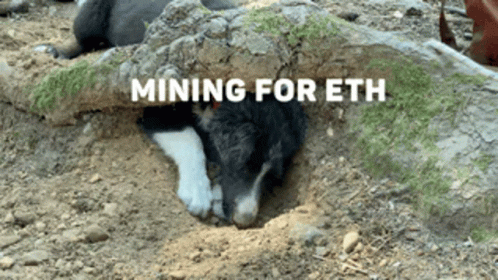 several bears in rocks with a banner reading mining for death