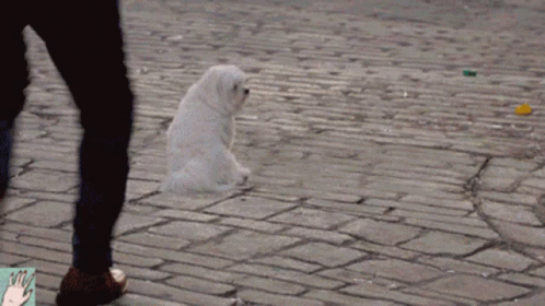 a dog looking up while standing on it's hind legs