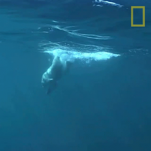 a polar bear swimming through the water and sunlight