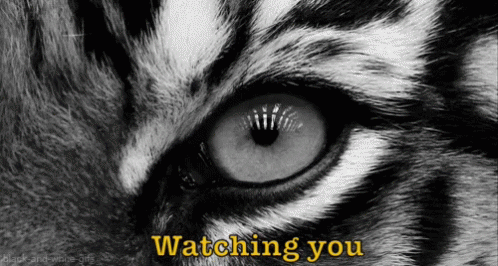 closeup of a tiger eye with the text watching you
