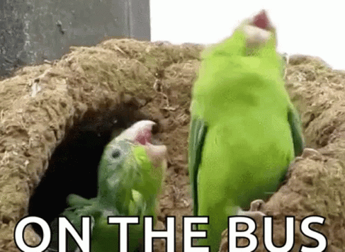 two parrots in a rock nest on the side of a building