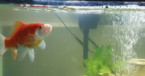 a gold fish in an aquarium with bubbles of water