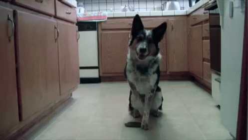 a dog sitting in the middle of a kitchen area