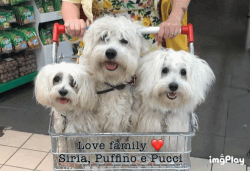 a picture of four small white dogs in a cart