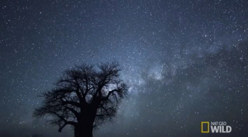 a lone tree against a backdrop of the milky