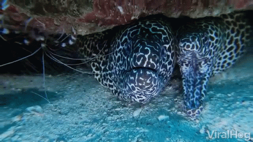 an odd shaped animal with white dots around its face
