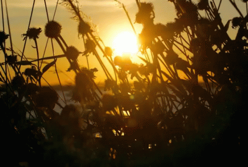 a silhouette of plants, flowers and the sun