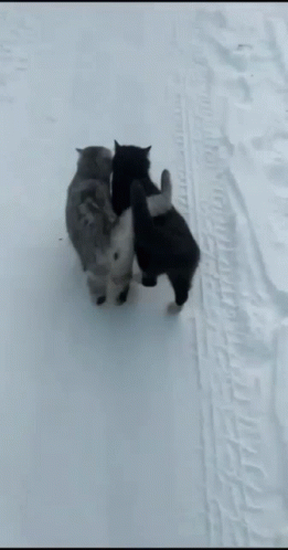 two cats fighting on a snow covered field