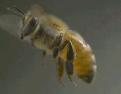 closeup po of a bee's head with one eye open and one on its back