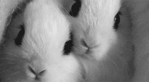 a black and white po of two baby rabbits