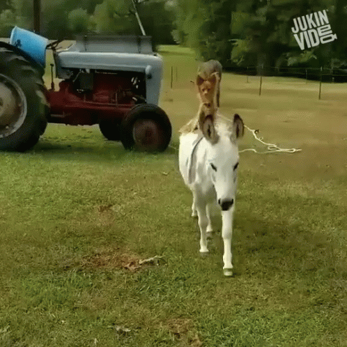 a white baby horse standing next to a farmer tractor