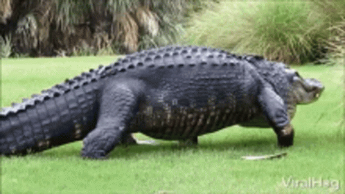 large alligator made out of cement laying down on grass