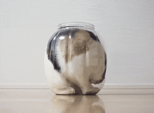 a vase has a large, gray and white cat in it