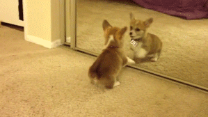 two small dogs are sitting on the floor looking at the reflection in the mirror