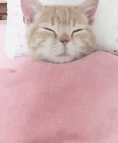 a cat has its face closed while resting on a pillow