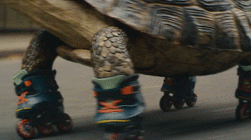 a turtle riding on roller skates down the street