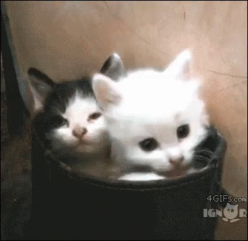 two kittens are sitting in an empty trash can