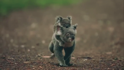 two baby animals are walking together in the rain