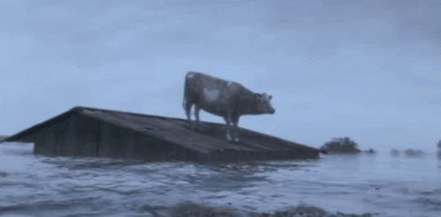 a cow is sitting on the end of a boat that has been flooded