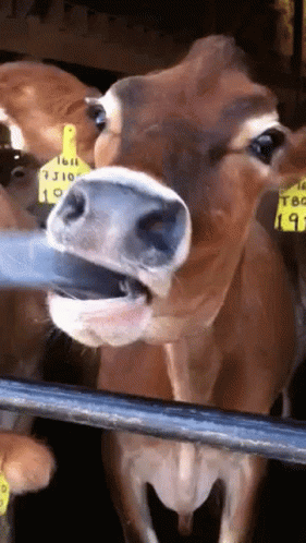 a cow is showing its teeth out and looking at the camera