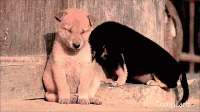 two puppies, one is black and white, sitting on cement