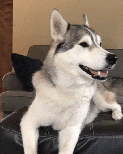 a husky sits on top of a leather chair