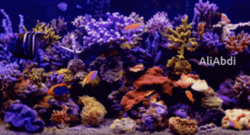 the view of a coral reef from inside