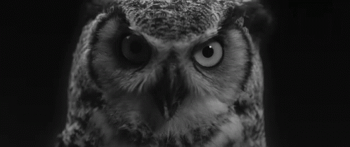 an owl's head and face look directly into the camera