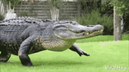 the large crocodile is walking across the grass