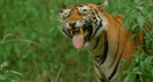 a white and black tiger has it's mouth open