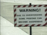a white and blue striped warning sign that says, due to overfreeing some pigeons can become aggressive