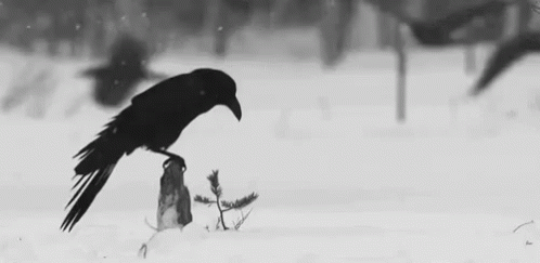 black crow with long beak sitting on a post in the snow