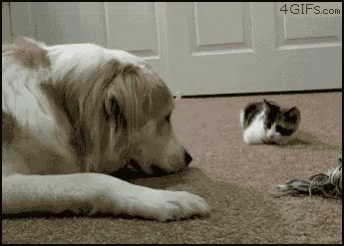 a dog is laying on the floor next to a cat
