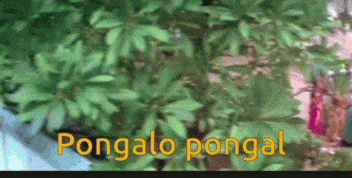 a green forest with leaves next to the words pongalo pongl