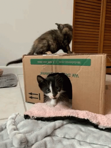 a cat is looking out the opened box