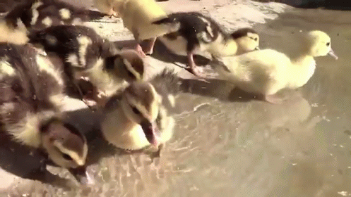 there are some ducklings that are in the water