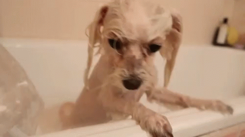 a dog sitting in a tub with its mouth open