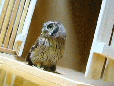 an owl stands on the ledge near a pool