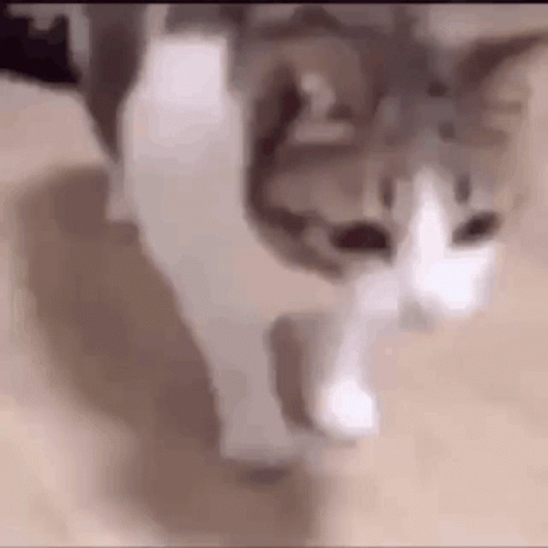 a cat is walking around looking ahead