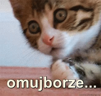 a kitten playing with a toy next to the words omu bze