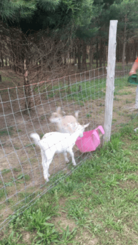 three dogs standing in front of a net next to the grass